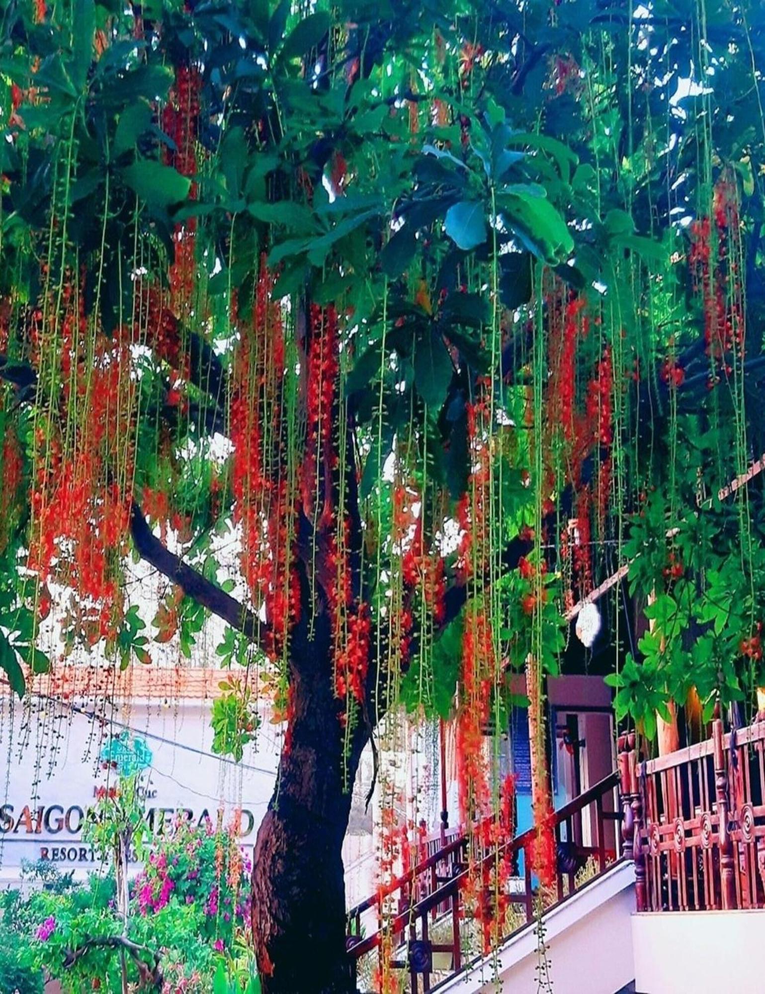 Saigon Emerald Beach Resort Phan Thiet Exterior foto